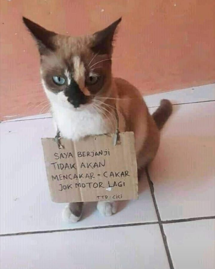 Potret kocak kucing yang jadi tersangka ini bikin ngakak